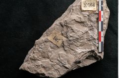 Foto (Detailansicht) von Dictyopteris brongniarti Gutb. (NHMW-GEO-2024-0188-10764)
